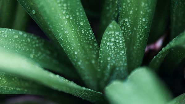Leaves Drops Macro Image Wallpaper
