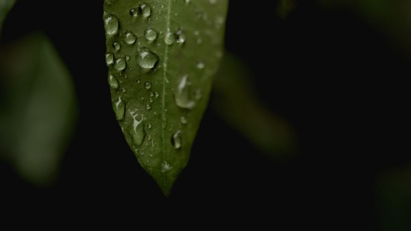 Leaves Drops Macro Wallpaper