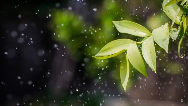 Leaves Drops Spray Wallpaper