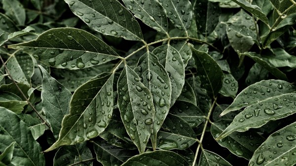 Leaves Drops Surface wallpaper