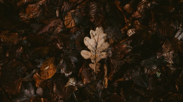 Leaves Dry Fallen Image Wallpaper