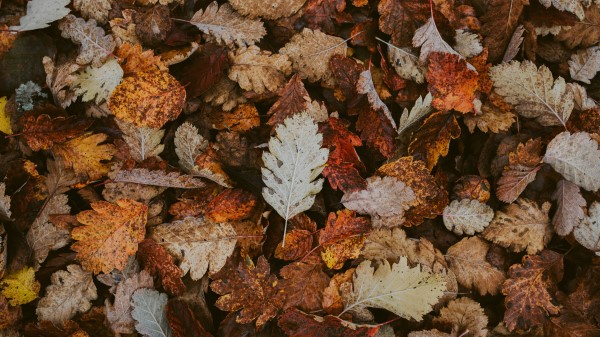 Leaves Dry Fallen Wallpaper