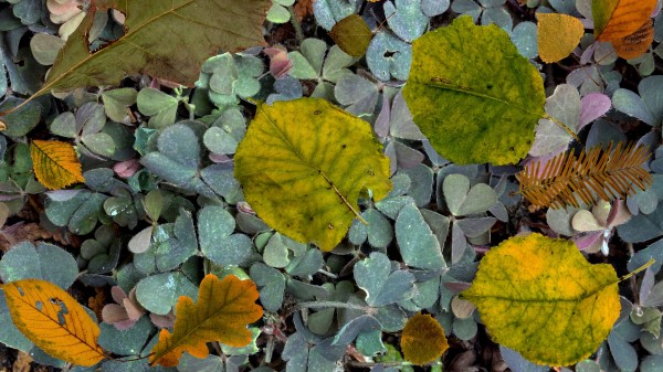 Leaves Fern Autumn Fallen Wallpaper