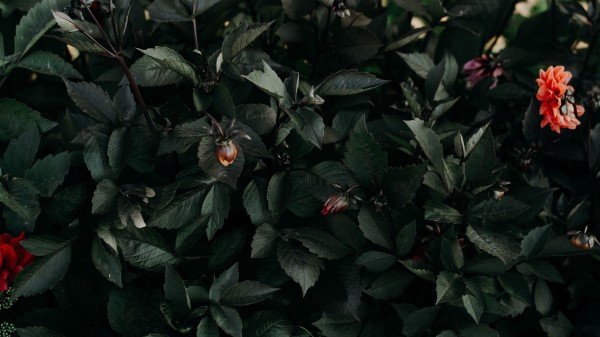 Leaves Flowers Green Wallpaper