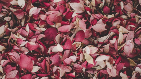 Leaves Foliage Autumn Wallpaper
