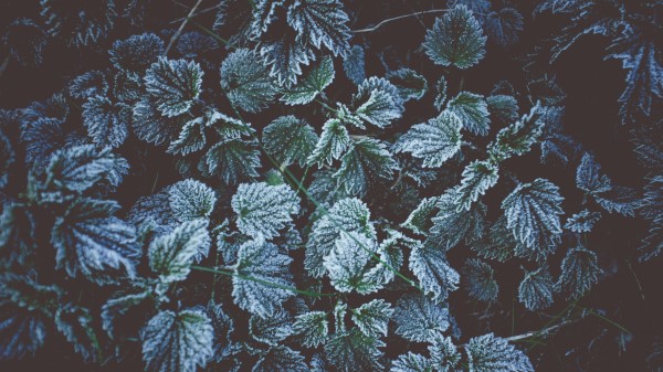 Leaves Frost Frost Wallpaper