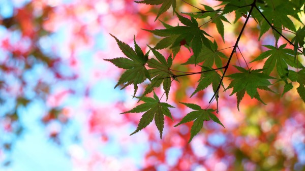 Leaves Glare Branch Wallpaper