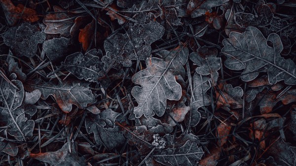 Leaves Grass Hoarfrost Wallpaper