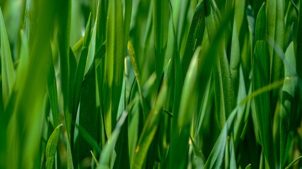 Leaves Grass Plant Wallpaper