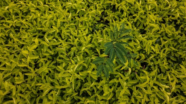 Leaves Green Grass Wallpaper