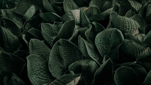 Leaves Green Plant Wallpaper