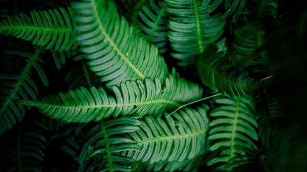 Leaves Green Shade Wallpaper