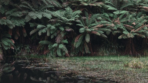 Leaves Lake Reflection Wallpaper