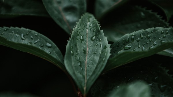 Leaves Macro Branch Wallpaper