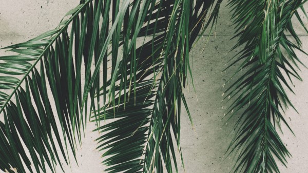 Leaves Palm Branches Wallpaper