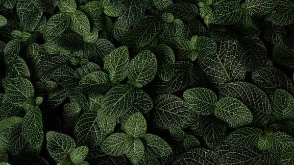 Leaves Plant Aerial View Wallpaper