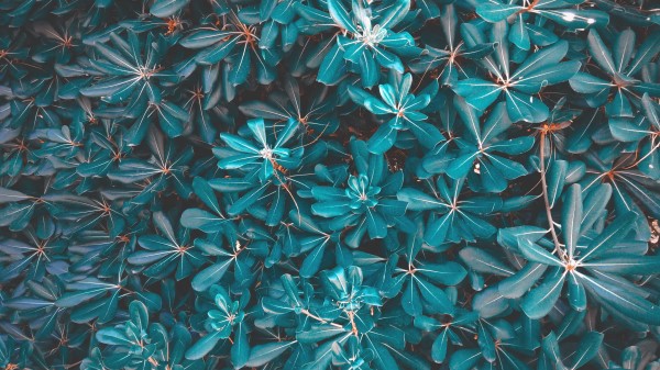 Leaves Plant Blue Wallpaper