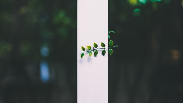 Leaves Plant Blur Wallpaper