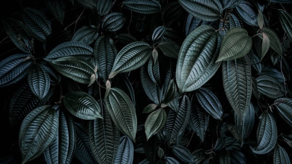 Leaves Plant Branches Dark Wallpaper