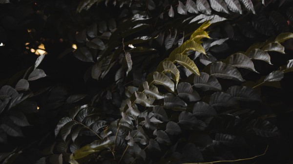 Leaves Plant Branches Image Wallpaper