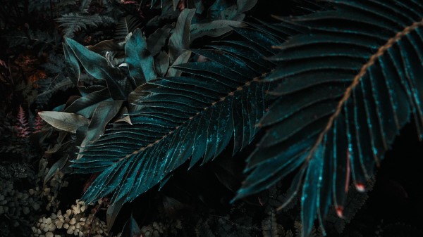 Leaves Plant Branches Picture Wallpaper