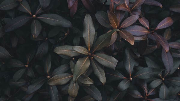 Leaves Plant Bush Image Wallpaper