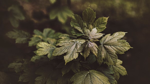 Leaves Plant Bushes Wallpaper