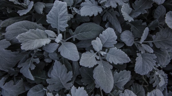 Leaves Plant Carved Image Wallpaper