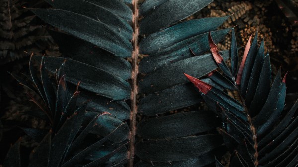 Leaves Plant Carved Picture Wallpaper
