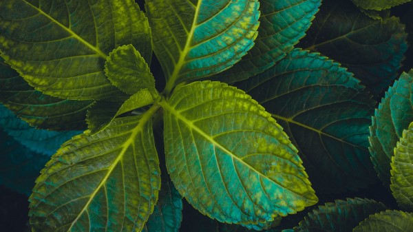 Leaves Plant Carved Wallpaper
