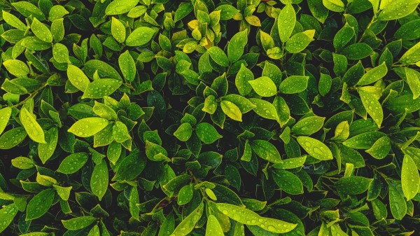 Leaves Plant Drops Image Wallpaper