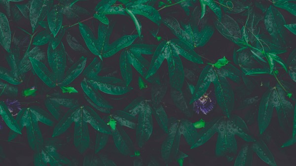 Leaves Plant Drops Picture Wallpaper
