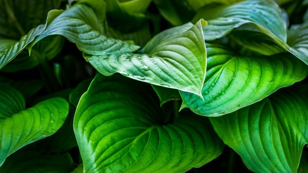 Leaves Plant Drops Wallpaper