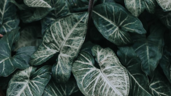 Leaves Plant Garden Wallpaper