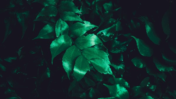 Leaves Plant Gloss Surface Wallpaper