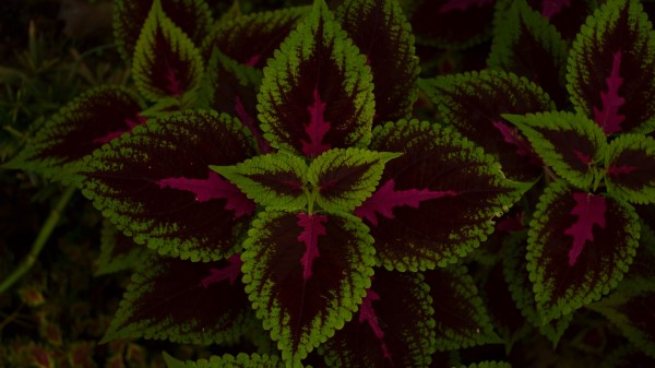 Leaves Plant Green Im Wallpaper
