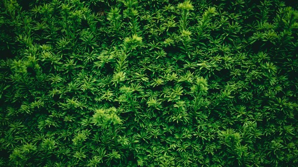Leaves Plant Green Img Wallpaper