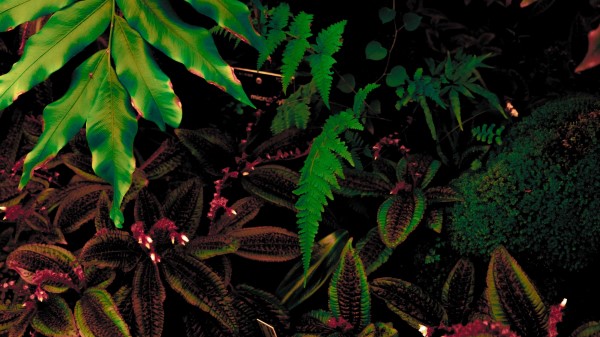 Leaves Plant Green Pic Wallpaper