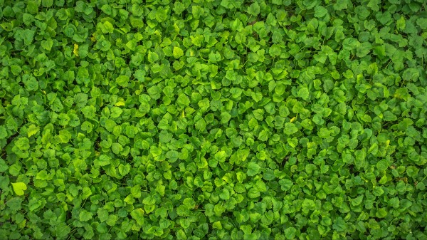 Leaves Plant Green Picture Wallpaper