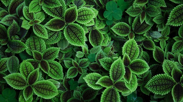 Leaves Plant Green Wallpaper