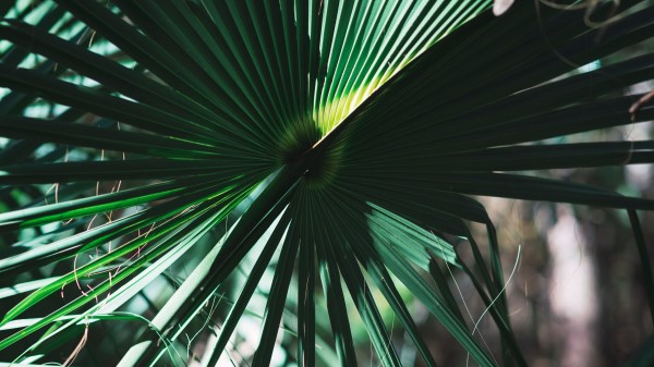 Leaves Plant Green Shadow Wallpaper