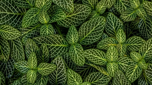Leaves Plant Striped Wallpaper