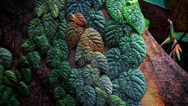 Leaves Plant Tropical Wallpaper