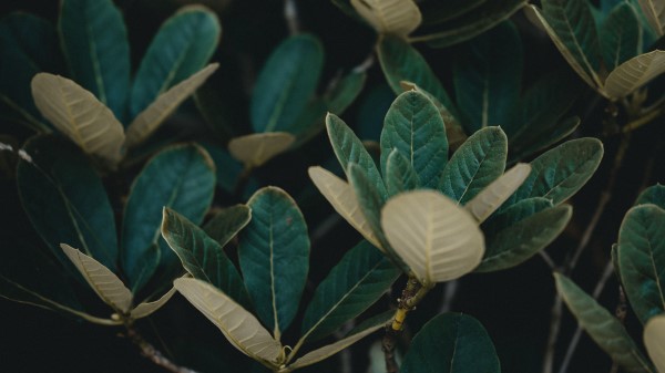 Leaves Plant Veins Wallpaper