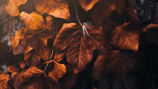 Leaves Poplar Veins Wallpaper
