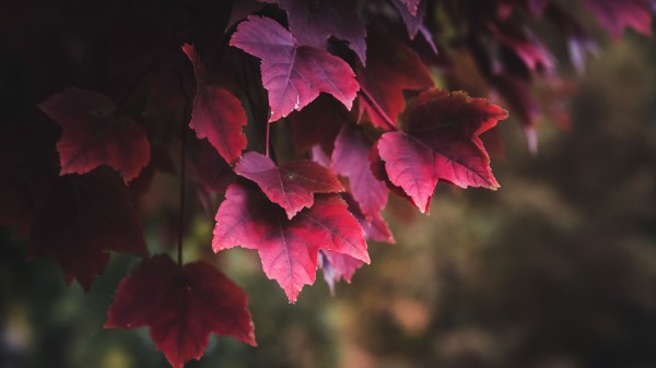Leaves Red Plant Wallpaper