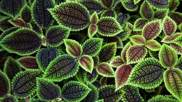 Leaves Texture Surface Ribbed Wallpaper