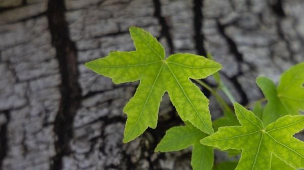 Leaves Tree Bark Wallpaper