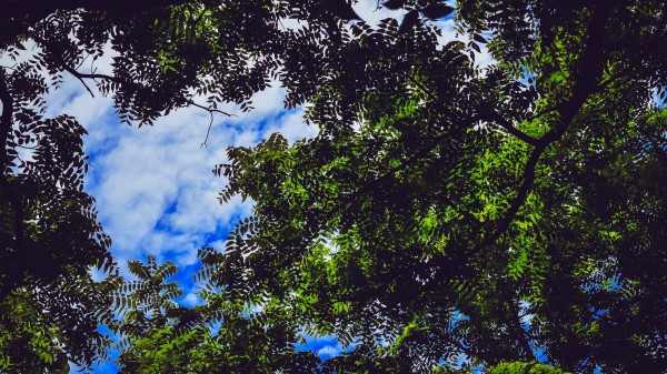 Leaves Tree Branches Wallpaper