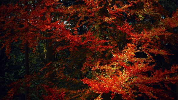 Leaves Trees Autumn Wallpaper